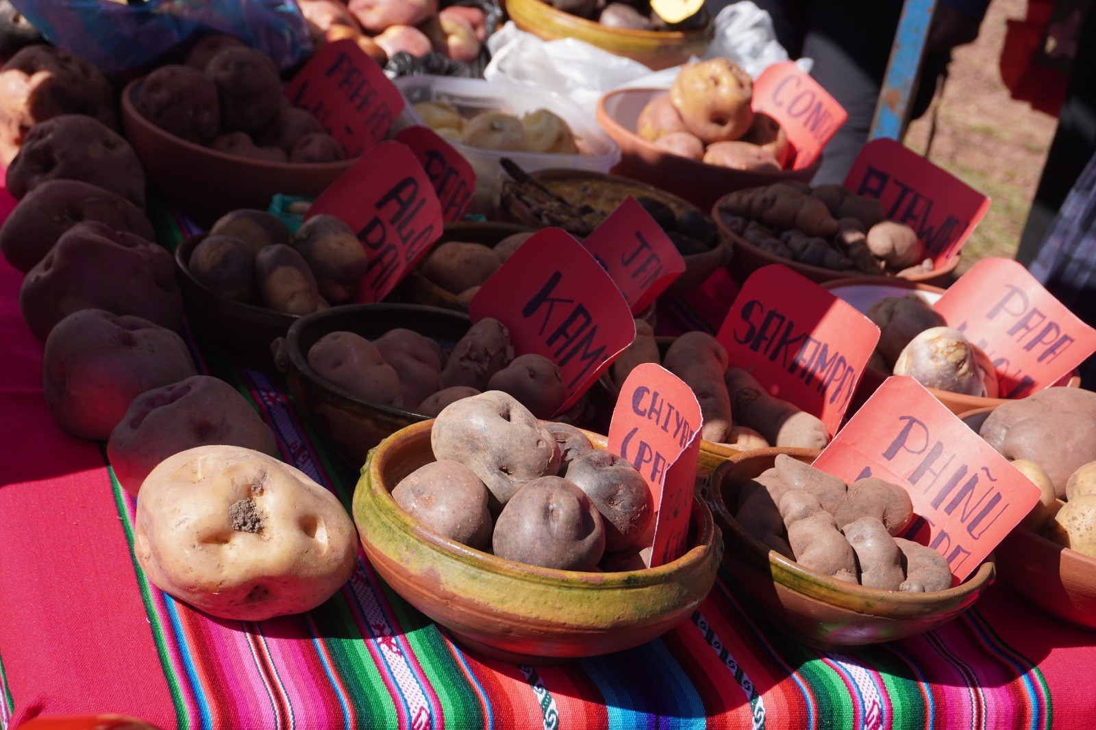 La UMSA busca en las papas nativas genes de resistencia a sequías y heladas